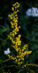 Very beautiful yellow wildflowers. On a natural background. There is a place for text. Close-up. Background. Postcard.