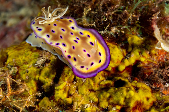 Goniobranchus kuniei, Chromodoris kuniei is a species of very colourful sea slug, a dorid nudibranch, a marine gastropod mollusc in the family Chromodorididae
