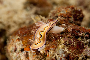 Goniobranchus coi, Chromodoris coi is a species of very colourful sea slug, a dorid nudibranch, a marine gastropod mollusc in the family Chromodorididae