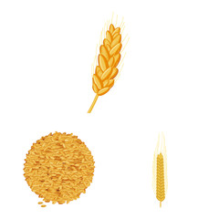 Vector design of wheat and corn symbol. Set of wheat and harvest vector icon for stock.