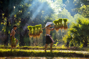 Father and son are working together to bring rice together. Lifestyle of Southeast Asian people walking through the rice field countryside Thailand. hard working in the rice fields.