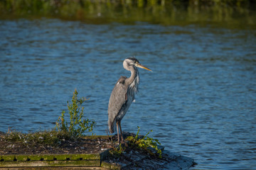 Grey Heron in a pond at bird sanctionary Hjälstaviken west of Stockholm