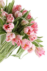 Tulips Bouquet. Isolated