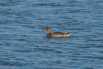 Female duck in a pond at bird sanctionary Hjälstaviken west of Stockholm