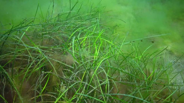 (Palaemon adspersus) Grass shrimp hiding in the sea grass of Zostera, Black Sea
