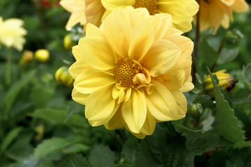 Yellow Dahlia