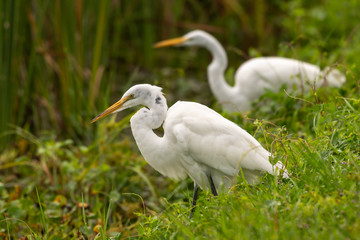 Great egrets sitting at the edge of the pond