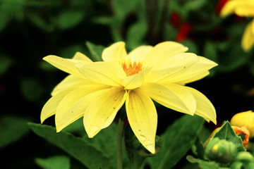 Yellow Dahlia