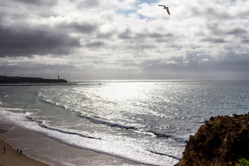 seagull hovering a nostalgic beach
