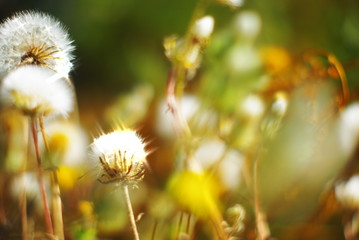  field of wild white dandelions in a field of beautiful grass on a green blurred summer bokeh background in the sun