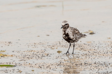 Black bellied plover walks along the shore of the Gulf of Mexico in St. Petersburg, Florida