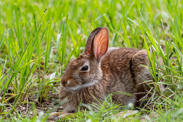 Young bunny in the grass - Florida wildlife