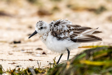 Sandpiper fluffs its feathers on the beach - Florida