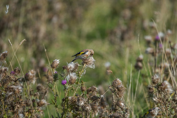 Goldfinch on a Cirsium at bird sanctionary Hjälstaviken west of Stockholm