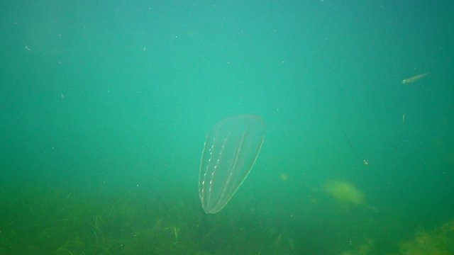 Ctenophores, Predatory comb jelly (Beroe ovata) swim in the water in search of food. Invasion Fauna of the Black Sea. Ukraine