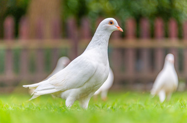 A beautiful white dove on the ground.