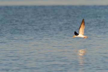 Black skimmer flies over the Gulf of Mexico waters in Florida