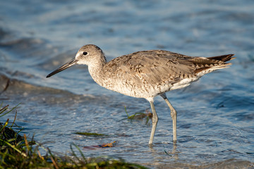 Close up of a short-billed dowitcher wading near the shore in Florida