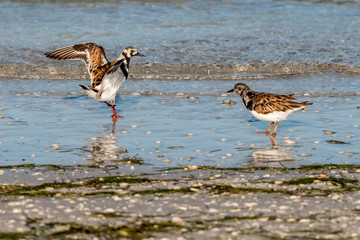 Pair of ruddy turnstones wading in the water along the beach - Florida