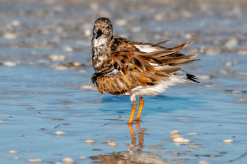 Ruddy turnstone wades in the waters along of Gulf of Mexico - Florida