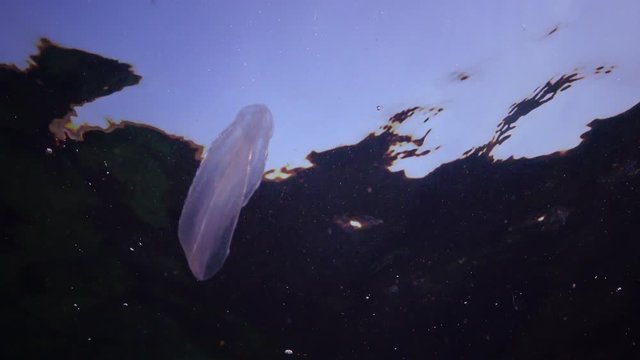 Ctenophores, Predatory comb jelly (Beroe ovata) swim in the water in search of food. Invasion Fauna of the Black Sea. Ukraine