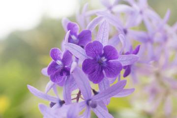 Close up purple tropic flower. Petrea volubilis violet flower.