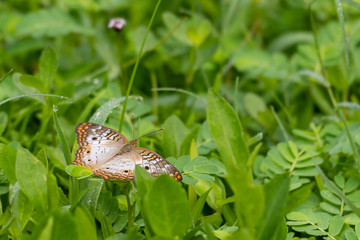 White Peacock butterfly in a Florida garden