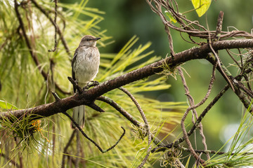 Northern mockingbird sitting on a branch of a pine tree - Florida