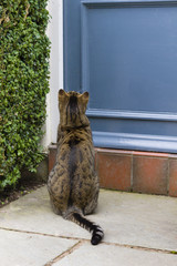 Cat sitting on doorstep