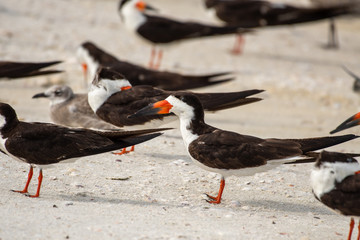 Flock of black skimmers on the beach in Florida