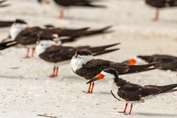 Flock of black skimmers sleeping on the beach in Florida