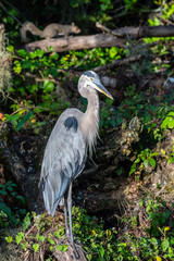 Great blue heron in Florida