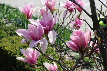 Fototapeta premium Bright pink magnolia blooms in spring park