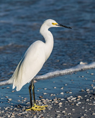 Snowy egret standing on the beach - Gulf of Mexico