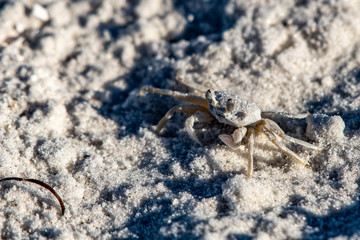 Ghost crabs are found in the month of August in central Florida