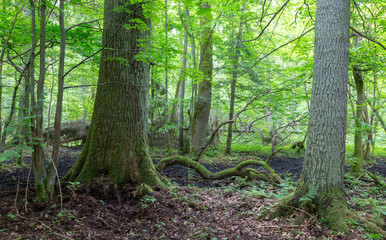 Old oak tree next to spruce in spring forest