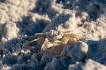 Ghost crabs are found in the month of August in central Florida