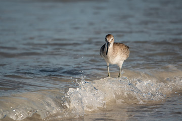 Willet wading near the shore in Florida