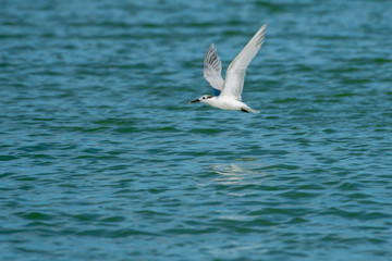 Royal tern flys over the Gulf of Mexico - Florida