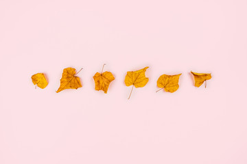 Autumn elegant composition.