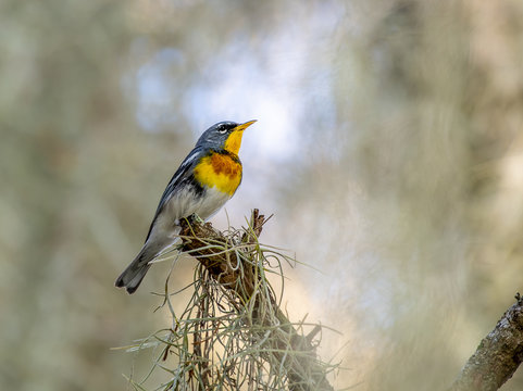 Northern Parula Warbler perched on a branch with moss