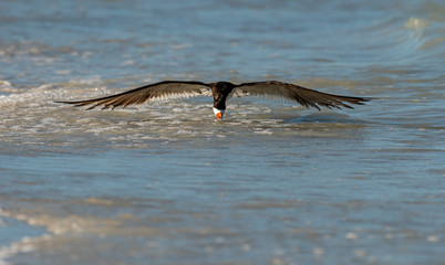 Fototapeta premium Black skimmer on the beach on Florida - skimming with wings flat