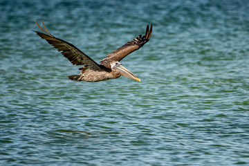 Brown pelican flying over the Gulf of Mexico - Florida