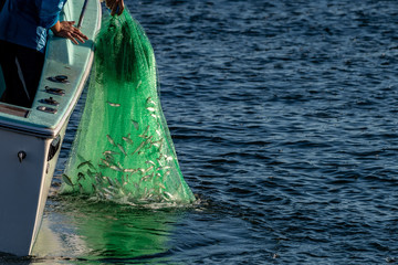 Fishermen pull in a net full of bait fish