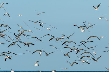Florida beach with flocks of shore birds on land and flying