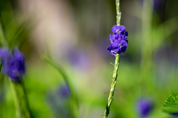 Blue porterweed - purple wild flower in Florida