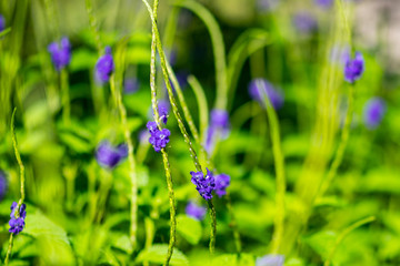 Blue porterweed - purple wild flower in Florida