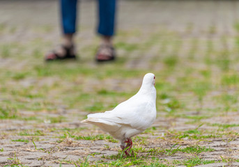 A beautiful white dove on the ground.