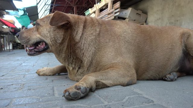 Kherson, Ukraine - 17th of August 2019: 4K Fat neutered dog suffers from heat at summer on the market