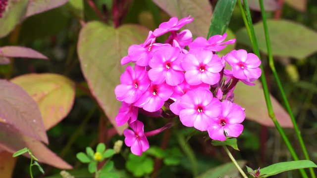 Pink phlox flowers bloom in the garden .